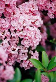 Summer flowering shrubs zone 6. 14 Shrubs For Shade Gardens Better Homes Gardens