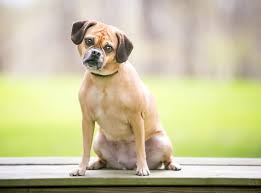 Image result for puggle