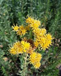 Image result for Microcharis remotiflora