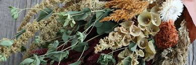 Rustic tip fern / 28cm x 36cm. Seeds Ideal For Drying And Crafting Johnny S Selected Seeds