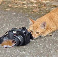 Pin Van Tiffany Confer Op Katten Grappige Dieren Grappige Katten Gekke Dieren