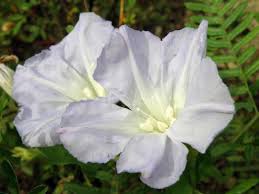 Image result for Bonamia