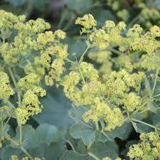 Image result for Alchemilla ellenbeckii
