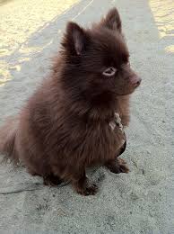 Black And Brown Pomeranian For Sale Chocolate Brown Pomeranian Chocolate Pomeranian Cute Animals Cute Dogs