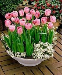Beautiful Bulb Flowers Container Flowers Tulips Flowers