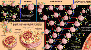 Image result for T-Lymphocyte
