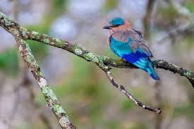 Image for Feathers of Northern Bengal — Birdwatching India Across Forest, Grassland, and Himalayan Ecosystems