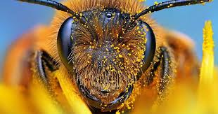 Click the snag this link and fill out the form to get a free wildflower seeds packet. Cheerios Will Send You 500 Wildflower Seeds For Free To Help Save The Bees Bored Panda