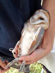 October Bird Of The Month The Month In Birds For Parish News October 2014 Barn Owl Ring Barn Owl Owl Ring