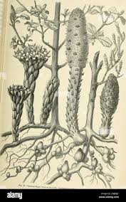 Image result for Sarcophyte