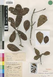 Image result for Vitellariopsis