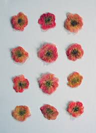 Hometown drying flowers in microwave. How To Press Flowers With A Microwave