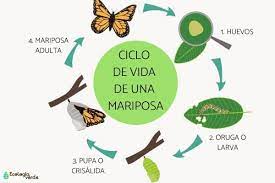 Pin En Caratula De Biologia