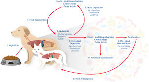 Ibd stands for inflammatory bowel disease. Frontiers The Effects Of Nutrition On The Gastrointestinal Microbiome Of Cats And Dogs Impact On Health And Disease Microbiology