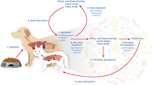 At healthy pets animal hospital our primary task is to encourage the pet family bond by maintaining the highest. Frontiers The Effects Of Nutrition On The Gastrointestinal Microbiome Of Cats And Dogs Impact On Health And Disease Microbiology