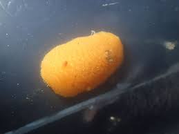 Image result for Kotschya ochreata