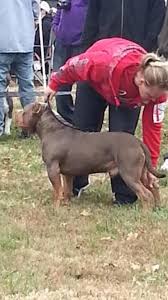 Here are some from nearby areas. Show Training Handling Kentucky S Finest American Bullies