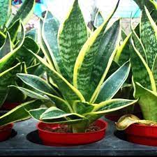 Maybe you would like to learn more about one of these? Tanaman Hias Lidah Mertua Sansivera Super Boll Shopee Indonesia