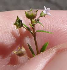 Image result for Oldenlandia angolensis