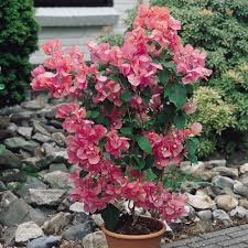 We did not find results for: Buy Bougainvillea Pink Plants J Parker Dutch Bulbs