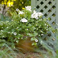 Perfectly enhanced to fit your style. Perfect Container Pairings For Geraniums Better Homes Gardens