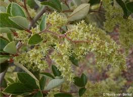 Image result for Searsia rogersii