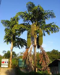 Image result for Caryota urens