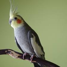 We did not find results for: 8 Burung Peliharaan Terbaik Untuk Kamu Yang Sibuk Halaman All Kompas Com