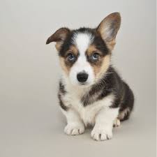 Schau dir angebote von corgi puppies auf ebay an. How Much Does A Teacup Corgi Cost