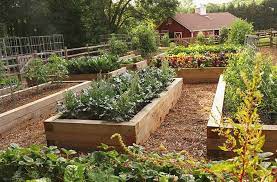 Each vegetable is unique in the type and amount of nutrients it extracts from the soil. Understanding Crop Rotation The Basics And Beyond Joe Gardener
