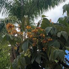 Image result for Centrolobium robustum