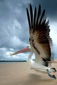Pin By Meryem Kaya On Muhtesem Canlilar In 2020 Sea Birds Beautiful Birds Pet Birds