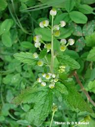 Image result for Dichrocephala