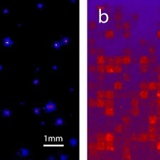 This allows to operate a scintillation detector is high radiation fields. Pdf A Comparison Of Csi Tl And Gos In A Scintillator Ccd Detector For Nuclear Medicine Imaging