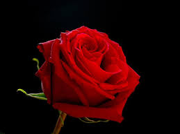 83 Red Rose Black Background On Wallpapersafari Pink white red roses dark background flowers modern floral wallpaper self adhesive peel and stick wall sticker wall decoration removable. 83 red rose black background on