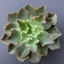 Echeveria amoena, echeveria secunda, echeveria 'violet queen', echeveria 'mazarine'. Echeveria Blue Curls Growing Garden Manage Gfinger Is The Best Garden Manage App