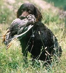 Above you will find the latest american cocker spaniel puppies which we have for sale. American Water Spaniel Wikipedia