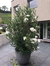 Das optimale winterquartier für den oleander ist zwischen 0 und 5 °c kühl, frostfrei und außerdem hell. Pin Auf Mediterrane Gartenideen
