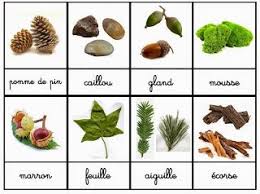 Crapouillotage Cartes De Nomenclatures Balade En Foret Edit Science Montessori Activites Nature Enfants Nomenclature