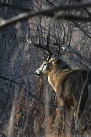Tons of awesome free whitetail deer wallpapers to download for free. Whitetail Deer Wallpapers Wallpapers Cave Desktop Background