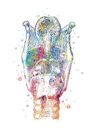 Larynx Medical Art Doctor Gift Medical Practice Clinical Decoration Ent Art Anatomy Art Human Body Watercolor 324 Medical Art Anatomy Art Art