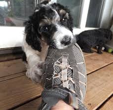 Rescue pets & sales is australia's #1 puppy, dog, cat, kitten & other pets and rescues listings site! Parti Poodle Puppies For Sale Australia The Y Guide