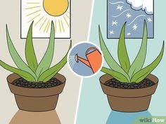 In this video i show yo. 35 Garden Ideas In 2021 Aloe Plant Care Aloe Plant Growing Aloe Vera