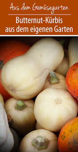 Diese frage stellte uns ein freund, der mit dem anbau seiner kürbisse recht erfolglos ist. Https Xn Grneliebe R9a De Butternut Kuerbis Im Eigenen Garten