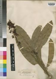 Image result for Campylospermum densiflorum