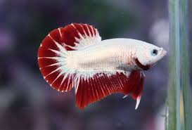 Ada berbagai penyakit yang dapat dialami oleh ikan cupang. Jual Toples Ikan Cupang Hias Fishbowl Besar Belum Termasuk Ikan Cupang Giant Merah Putih Super Di Lapak Vaporex Bukalapak