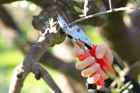 Why are my new arbequina olive trees dying? Olive Tree Care Caring For Olive Trees Olive Grove Oundle