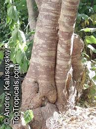 Image result for Broussonetia papyrifera