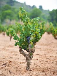 Cepa celebcioğlu şirketler grubu yassı hadde ve uzun hadde mamüllerinin yurtiçi, yurtdışı satış ve pazarlamasınında faliyet göstermektedir. Que Necesita Una Cepa Para Desarrollarse Grandes Pagos De Espana