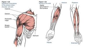 It can be divided into the upper arm, which extends from the shoulder to the elbow. Muscles That Move The Arm Muscle Anatomy Reference Anatomy For Artists